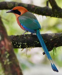 Rufous Motmot photo 3