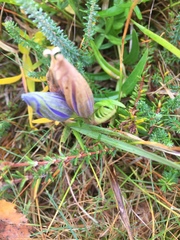 Gentiana pneumonanthe