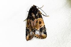 Bryolymnia biformata