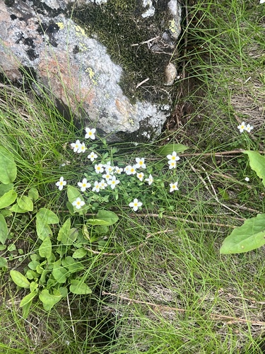 Houstonia caerulea iNaturalist observation