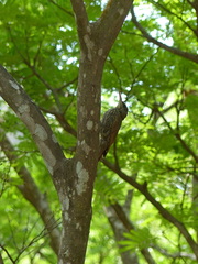 Lepidocolaptes fuscicapillus layardi