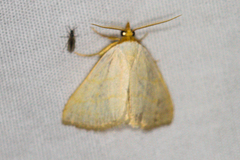 Oxycilla tripla