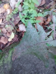 Golovinomyces sonchicola