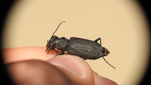 Boreal Long-lipped Tiger Beetle
