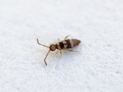Entomobrya imitabilis
