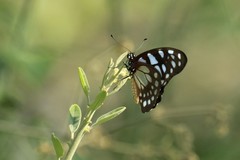 Graphium leonidas leonidas