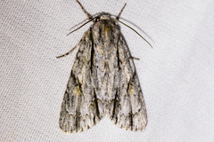 Acronicta thoracica