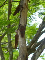 Lepidocolaptes fuscicapillus layardi