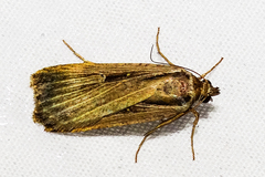 Tathorhynchus exsiccata
