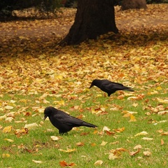 Corvus corone