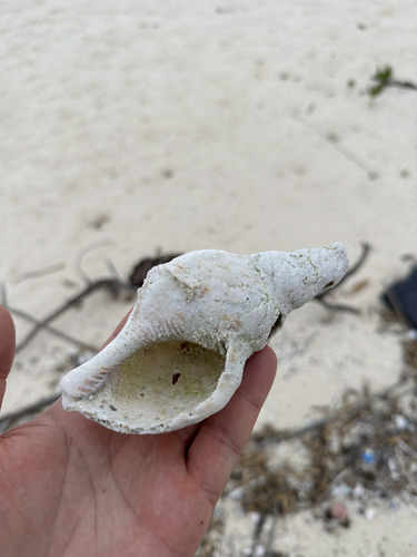 Charonia tritonis observed 2024-12-24