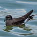 Wedge-rumped Storm-Petrel - Photo (c) Gordon Karre, some rights reserved (CC BY-NC), uploaded by Gordon Karre