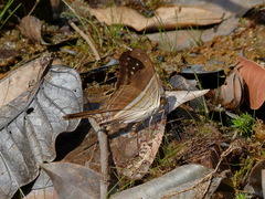 Marpesia chiron