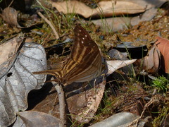 Marpesia chiron