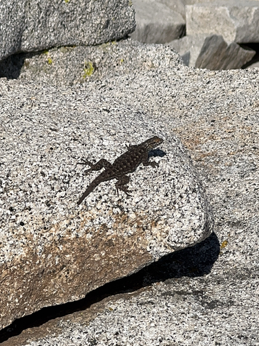 iNaturalist observation photo of Western Fence Lizard