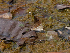 Marpesia chiron