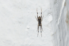 Episinus angulatus