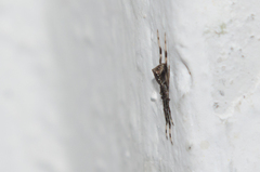 Episinus angulatus