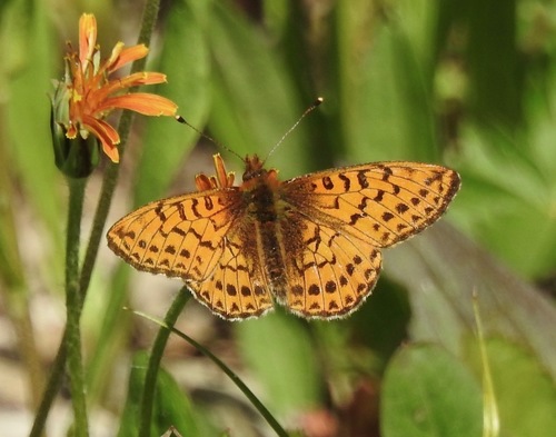 Arctic Fritillary