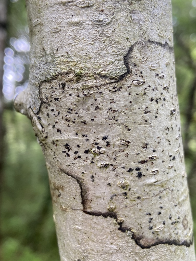 Arthonia ilicina