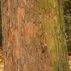 Certhia brachydactyla