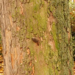 Certhia brachydactyla