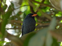 Monasa nigrifrons