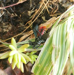 Sphedanolestes pubinotum