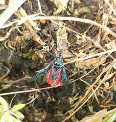 Sphedanolestes pubinotum