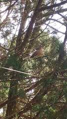 Streptopelia chinensis