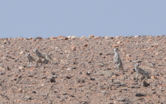 Suricata suricatta