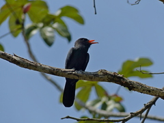 Monasa nigrifrons