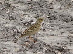 Anthus spragueii