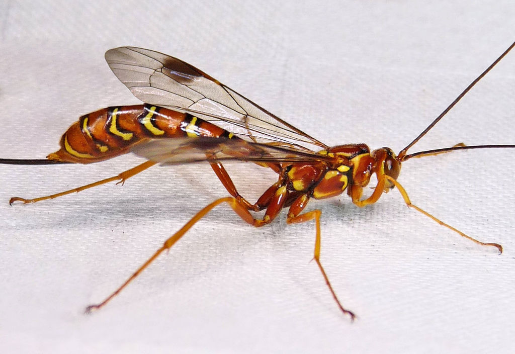 特大　Ancogona jamesoni  Norton\u0027s Giant Ichneumonid Wasp (Megarhyssa nortoni) · iNaturalist
