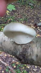 Fomitopsis betulina