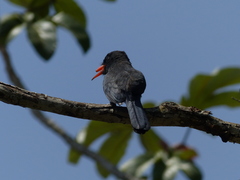 Monasa nigrifrons