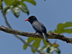 Monasa nigrifrons