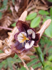 Tigridia hallbergii