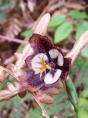 Tigridia hallbergii