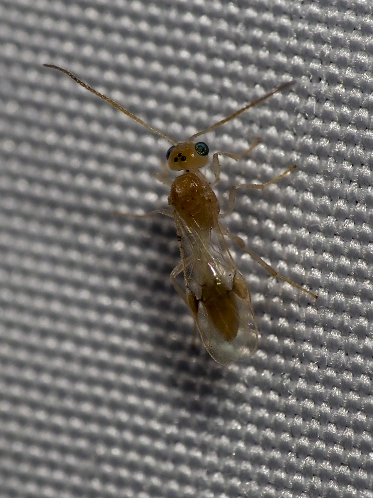 Chrysopophthorus hungaricus