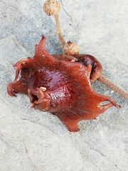 Andricus dentimitratus