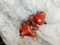 Andricus dentimitratus