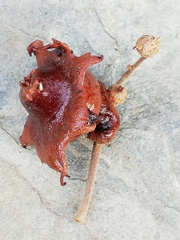 Andricus dentimitratus