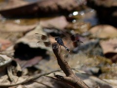 Odonata