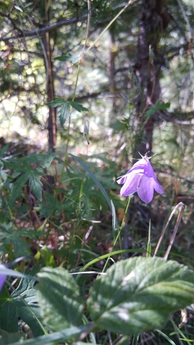 South Cedar Creek Trail