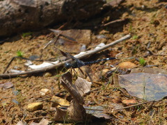 Odonata