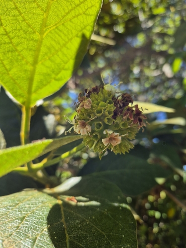 Aegiphila ferruginea