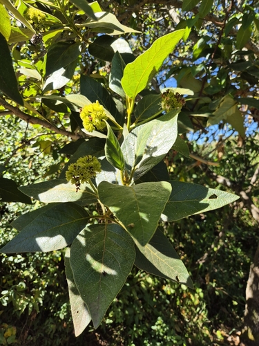 Aegiphila ferruginea, photograph 1