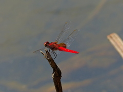 Erythrodiplax castanea