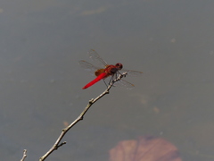 Erythrodiplax castanea